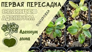 Адениум дома: первая пересадка (пикировка) сеянцев адениума.  Обрезка и формирование корней.