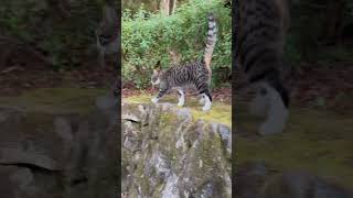 【伏見稲荷】ぐるっと回り込んで近づいてくる子猫ナックル　Kitten coming around and approaching