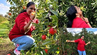 കാനഡയിലെ ആപ്പിൾ തോട്ടം /Apple farm in CANADA. EP322.