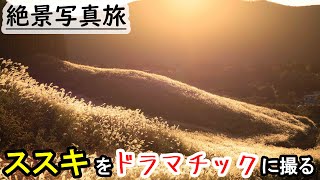 【箱根旅行】仙石原のススキで秋の黄金絶景写真を撮ったら凄かった Hakone Travel Guide,Sengokuhara Pampas Grass in Japan stunning view