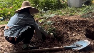 240511토 가드닝이란 노가다 그잡채