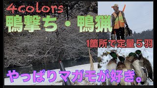 【鴨猟・鴨撃ち】またもや、定量5羽の大収穫‼︎後輩のためにマガモ猟。