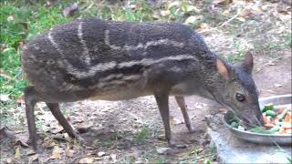 INDIAN SPOTTED CHEVROTAIN, NANO DOCUMENTARY