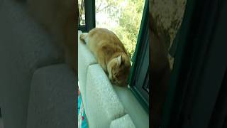 Goldy sleeping  beside the window  #cats #catvideos #trending  #shorts #catlover