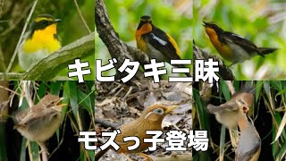 キビタキ囀り過ぎとだんまり おねだりモズッ子 秋ヶ瀬公園野鳥