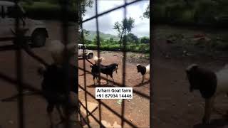 cleaning day at arham Goat farm shriwardhan kokan #bakra #kota #farmgoat #kokan