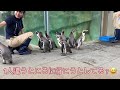 城崎マリンワールド　ペンギンお散歩