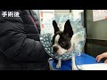 【去勢手術】飼い主は当日飲食禁止をこうやって守った bostonterrier puppy 去勢手術 ボストンテリア ボステリ 犬のいる生活