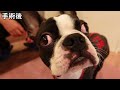 【去勢手術】飼い主は当日飲食禁止をこうやって守った bostonterrier puppy 去勢手術 ボストンテリア ボステリ 犬のいる生活