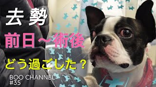 【去勢手術】飼い主は当日飲食禁止をこうやって守った#bostonterrier #puppy #去勢手術 #ボストンテリア #ボステリ #犬のいる生活