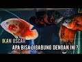 Ikan Oscar Tiger jumbo dapat digabung dengan ikan hias lain