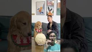 तोबो ने खाने में ये क्या बना दिया😱||#shorts #dog #funny #pets #funnydogs #goldenretriever #tobo