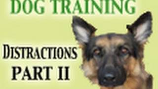 Dog Training Tutorial - Distractions PART II (Healing Reactivity)
