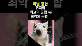 쥐띠에게 복을 가져다 주는 띠는? 띠궁합! 쥐띠와 만나면 최고 vs 최악의 궁합 띠 #띠별운세, #띠별궁합, #사주, #대박, #쥐띠, #운세,