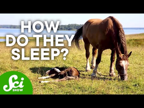 Do zebras sleep standing up or lying down?