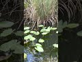 Baby Crocodile makes a sound in the Everglades National Park!