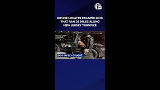 Drone locates escaped dog that ran 26 miles along New Jersey Turnpike