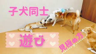 子犬の遊びとケンカを見極める方法