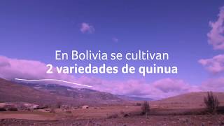 ¿Cuáles son las variedades de quinua en Bolivia?   | Quinua Real Bolivia