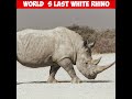 animals at risk for extinction |northern white rhino |Interesting facts #shorts