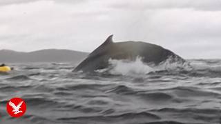 Humpback whale swallows kayaker whole - then spits him out