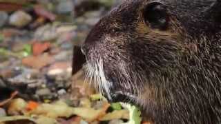 Nutria (Coypu) eating close up - HD