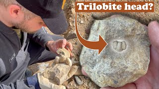 Trilobite graveyeard in single concretion - Fossil hunting