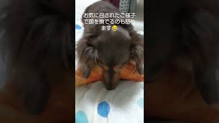 誕生日プレゼントにクロワッサンをあげたら怒った犬（笑）#shorts　