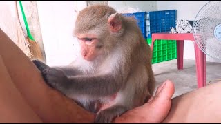 ASRM monkey grooming| Ola the monkey loves grooming and taking care of humans