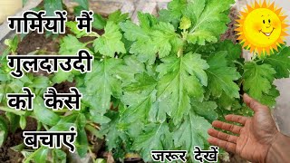 Save Chrysanthemum in Summer || गर्मियों में गुलदाउदी को बचाएं | Save Chrysanthemum for Next Season