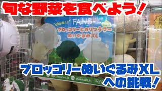 【トリプル】旬な野菜を食べよう！ブロッコリーぬいぐるみXLへの挑戦！