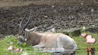 5_東非 長角 羚劍羚 - 伊蘭羚羊 -  查普曼 斑馬  木柵動物園  ( 第5集 )  _ 2023