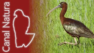 Morito común (Plegadis falcinellus) Glossy Ibis 4K