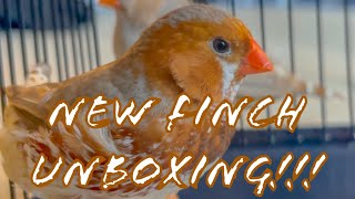 TRIPLE RED ZEBRA FINCH UNBOXING / PARADISE AVIARY EXOTICS