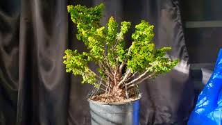 Sekka Hinoki Cypress prebonsai unboxin