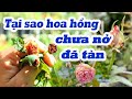 Tại Sao Hoa Hồng Chưa Nở Đã Tàn - Xử Lý Như Thế Nào Khi Hoa Không Nở Được?