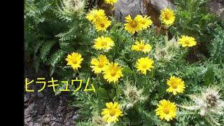 ヨーゼフが案内するスイスアルプスの花たち