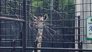 🦒王子動物園のキリンの赤ちゃんが可愛い💕😊(王子動物園)