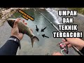 PECAH REKOR MONSTER WADER!! Mancing ikan wader pakai teknik dasaran dan umpan racikan ajaib