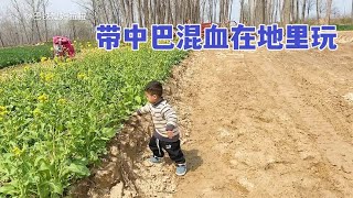 带中巴混血在地里玩，油菜花都已经成熟了，感受下中国农村的美丽