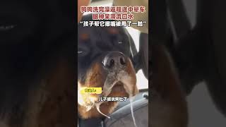 狗狗洗完澡返程途中暈車，眼神呆滯流口水，狗主人：孩子幫它擦嘴被甩了一臉