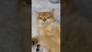 funny animals 😹 | #cat #funny #keşfet #comedy #catlover #tiktok #youtubeshorts #youtube #music