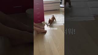 아기 강아지가 태어나서 처음 으르렁거리는 장면 ㅋㅋ