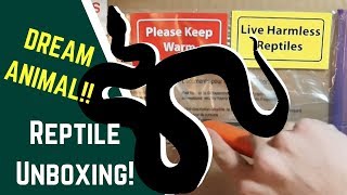cool snake unboxing videos