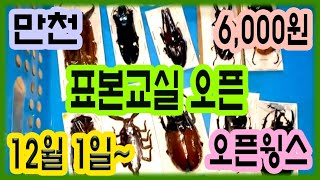 * 12월 만천곤충박물관 표본교실 오픈!! * 만천곤충박물관 홈페이지 확인하세요 💙