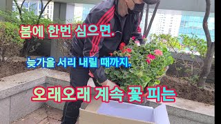 봄에 한번 심으면 계속 꽃피는 '제라늄' (꽃도 예쁘고 가격도 저렴한데 병충해에도 강해요)