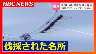 美しい丘のマチの“白樺並木”40本あまりの木々を地権者らが伐採　観光客の畑侵入などで農作業への悪影響…オーバーツーリズムの弊害　北海道美瑛町