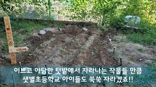 [영상기자단] 학교텃밭을가다 샛별초등학교_김미화