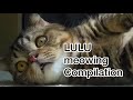 Lulu meowing compilation (WIP)