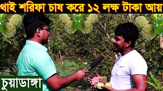 বারোমাসি থাই শরিফা চাষ করে বছরে ১২ লক্ষ টাকা আয় করেন হৃদয় ভাই chuyadanga custard apple garden